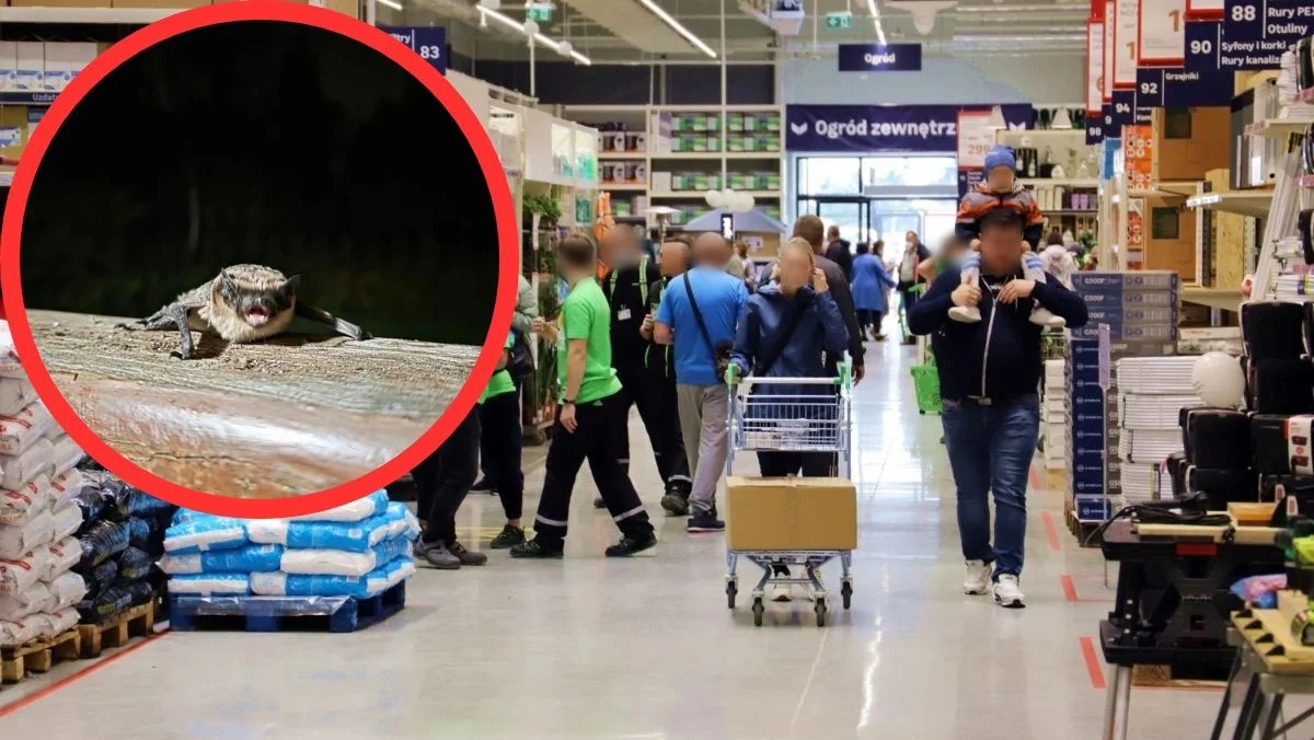 W Leroy Merlin w Kutnie pracownik znalazł nietoperza