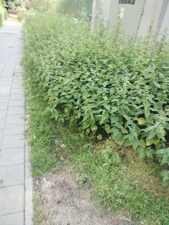 Zarośnięte chodniki na Bałutach