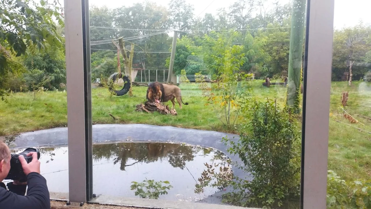 W Orientarium Zoo Łódź urodziły się lwy azjatyckie