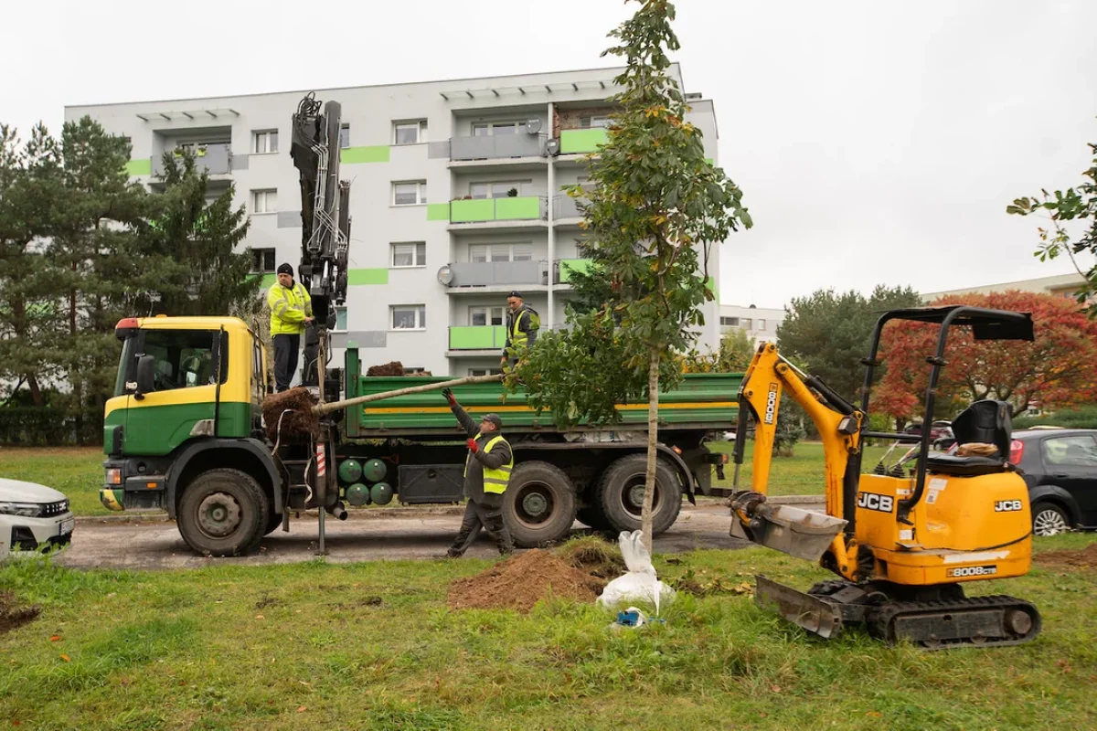 210 nowych drzew na Widzewie. Pytanie, ile z nich przetrwa